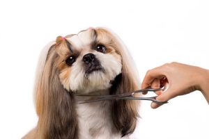  dog grooming