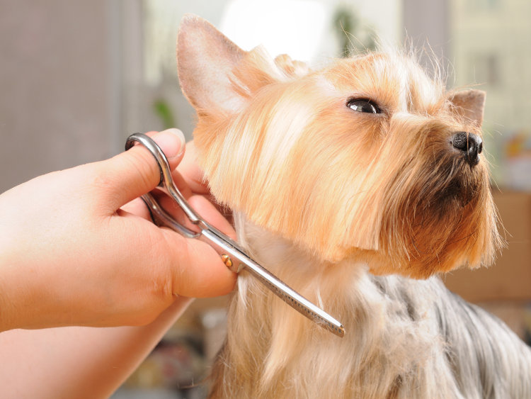 dog grooming ideas